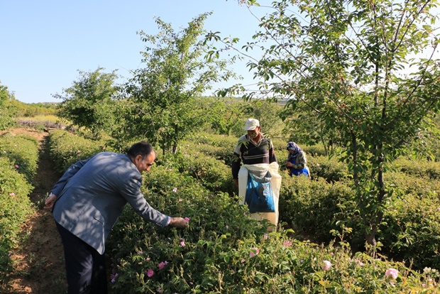 gül hasadı1