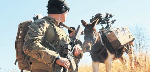 TSK, 2016 bütçesinde ‘katır’lara özel ödenek ayırdı. Alınacak katırlar için