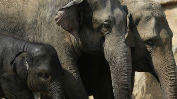 Uzun ömürlü filler Filler insanlardan trilyonlarca daha fazla hücreye sahip