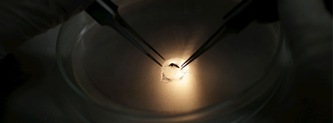 Sivrisinek sokması ile bulaşan bu virüs, gebelik için tehlike oluşturarak