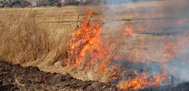 Tarla biçildikten sonra tarlada kalan köklü saplara anız denir. Tarımda