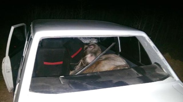 Isparta’nın Yalvaç ilçesinde, hırsızlar 150 kiloluk danayı otomobile yükleyip çalmaya