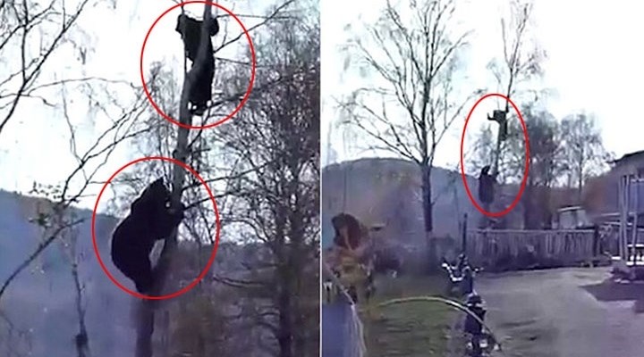 Rusya'da bir boz ayı adamı kovaladı ve adam ağaca çıktı.