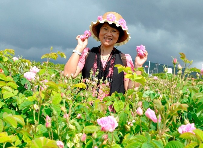 Dünya gül yağı üretiminin yüzde 65’ini karşılayan Isparta’da üretimin büyük