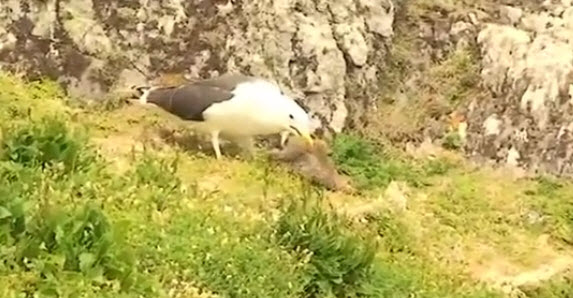 Tavşanı parçalayıp yemeye çalışırken güçlük çeken martı, çareyi tavşanı yutmakta