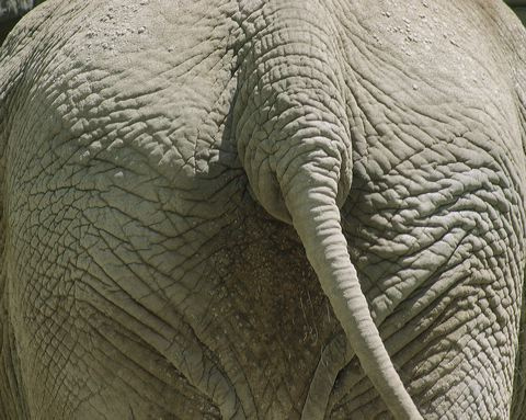 Fil, Hintli adamı yerden yere vurdu, ezdi geçti