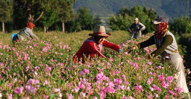 Türkiye’nin gül bahçesi Isparta’da gülçiçeği hasadı başladı. Sıcaklıklar nedeniyle bu