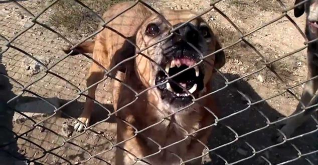 Isparta’nın Yalvaç İlçesinde kütüphane görevlisine kendi köpeği saldırdı. Saldırıda hafif