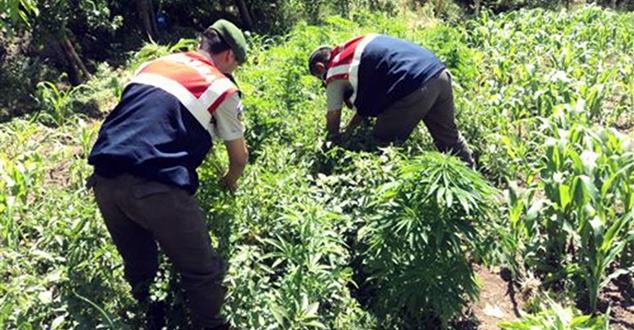 Isparta İl Jandarma Komutanlığı ekipleri, Eğirdir’de uyuşturucu operasyonu düzenledi. Operasyonda