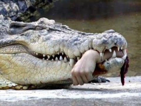 En tehlikeli 10 timsah saldırısı kameralara böyle yansıdı..