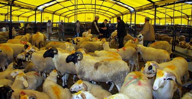 Kurban Bayramı’na artık kısa bir süre kaldı. Kanal32 Haber, bugün