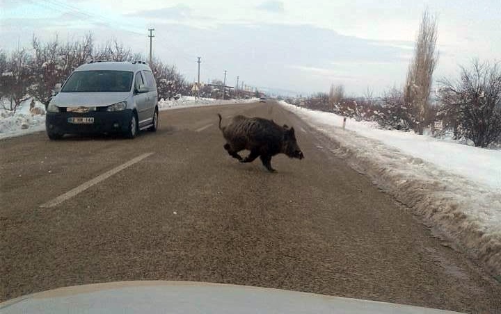 Isparta’nın Gelendost ilçesinde aç kalan yaban domuzları kent merkezine indi.