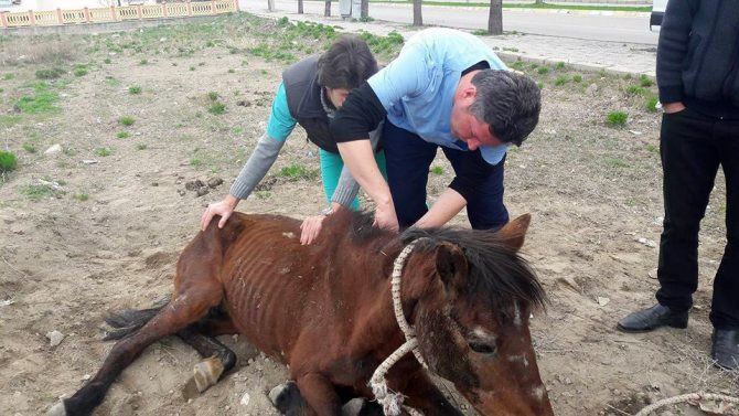 Isparta’da bir ağaca bağlı halde bitkin ve zayıflamış halde bulunan