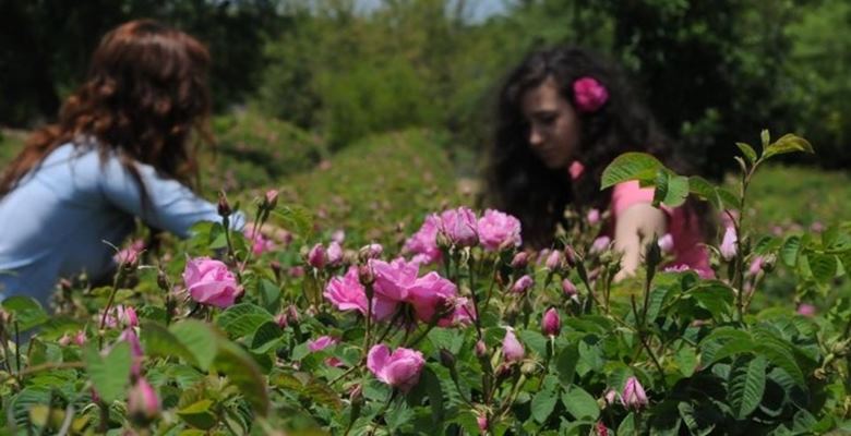 Dünya gül yağı üretiminin yüzde 65’inin gerçekleştirildiği Isparta’da yeni sezon