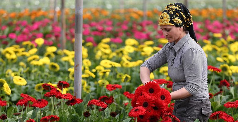 Kesme çiçek ve domates üretiminde Antalya’nın arka bahçesi olarak nitelendirilen