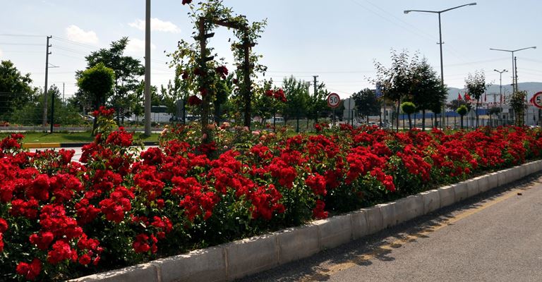 Isparta Belediyesi iki yıl içerisinde şehre 450 bin gülfidanı dikti.