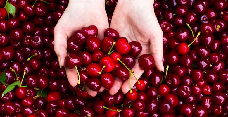 Yüksek rakım nedeniyle Isparta’nın en son kiraz hasadı yapılan bölgesi.