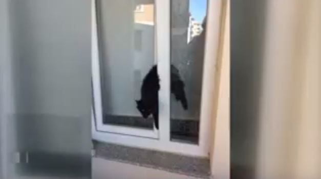 Isparta'nın Davraz Mahallesinde bir evde bakılan kedi, yarı açık olan