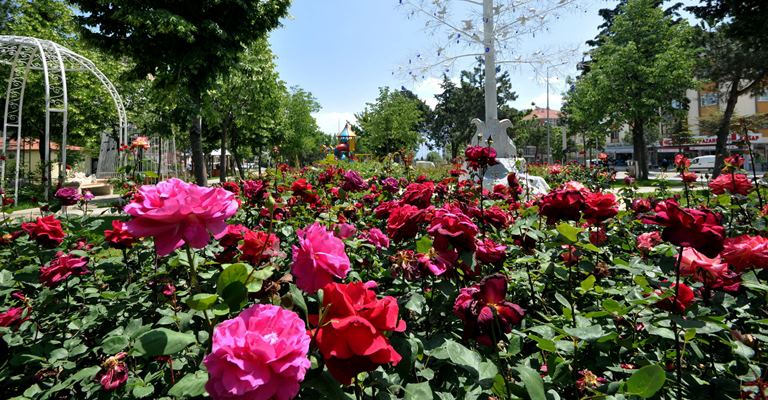 Isparta Belediyesi şehrin dört bir yanında gül dikim çalışmalarını sürdürüyor.