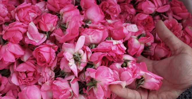 Dünya gül yağı üretiminin yüzde 65’ini karşılayan Isparta’da, gül çiçeği