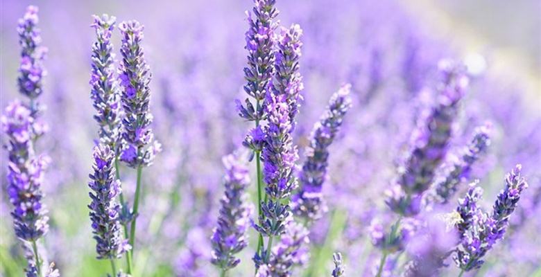 Mor çiçekler, yemyeşil bir doğa ve enfes bir koku… Bunların