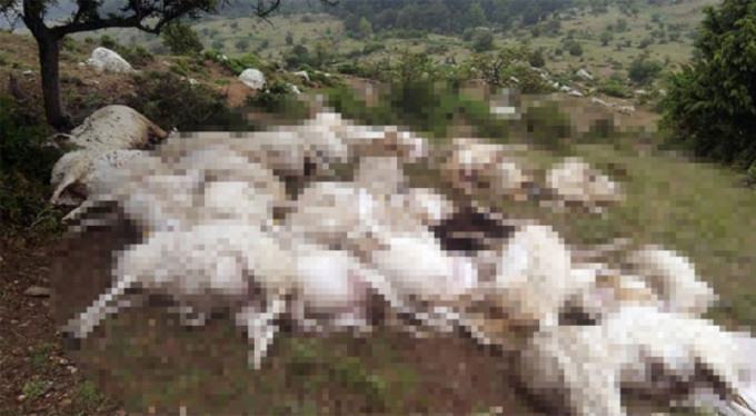 Isparta Davraz Kayak Merkezi yakınlarında bulunan Kulovası yaylasında Ahmet Çoban