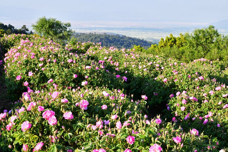 ISPARTA PEMBEYE BÜRÜNDÜ – 16. fotoğraf