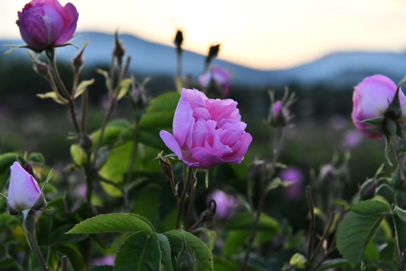 ISPARTA PEMBEYE BÜRÜNDÜ – 2. fotoğraf