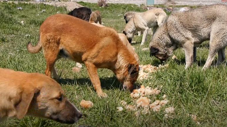 Sokak hayvanları için yemekhane kuruldu