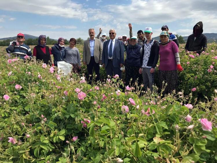 Türkiye’nin gül bahçesi Isparta’da gül hasadı aralıksız devam ediyor. Koronavirüs