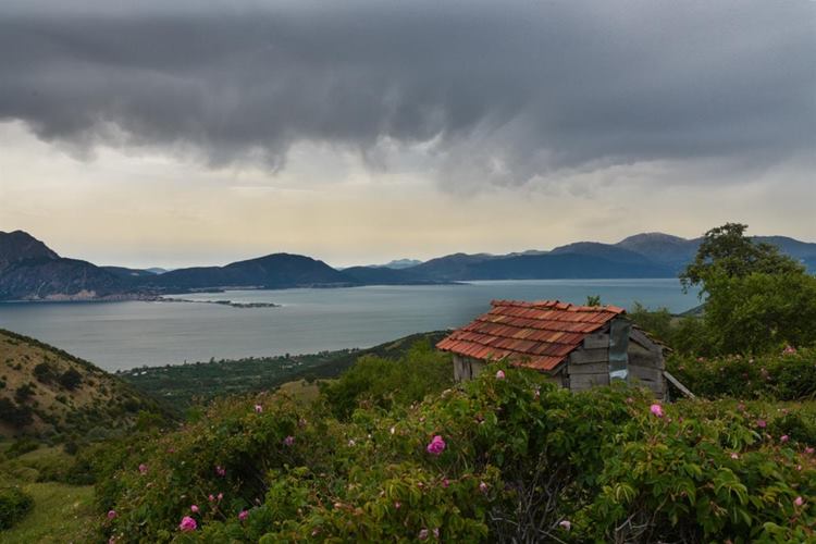Yoğun şekilde gül tarımının yapıldığı&nbsp; ve güllerin Eğirdir Gölü’nün muhteşem