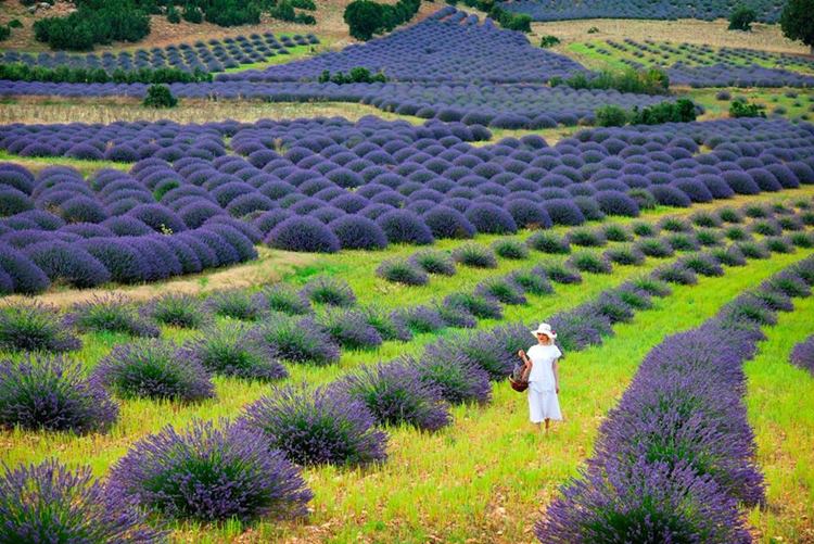 Türkiye’nin gül bahçesi Isparta, mor renkli lavanta bahçeleri ile de