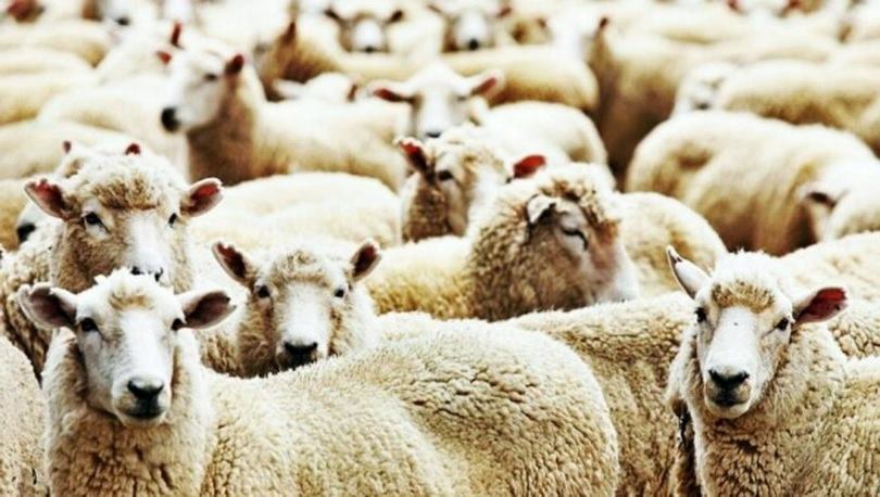 Isparta Lokantacılar, Fırıncılar ve Kasaplar Odası Başkanı Nuri Erdeğer, kurban