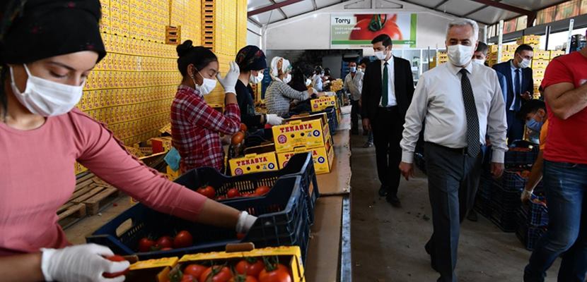 Domates ve karanfil üretimiyle adından söz ettiren Deregümü köyünde hasat