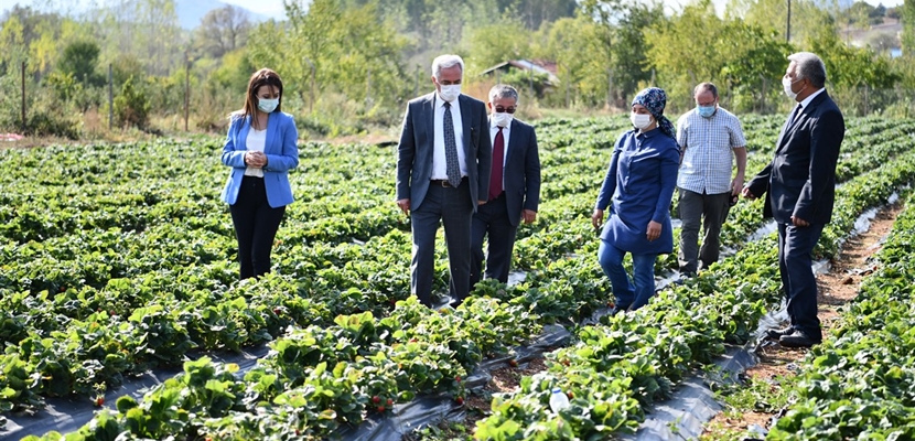 Isparta’nın yüksek rakımlı Aksu ilçesinde yetiştirilen ve yayla çileği olarak