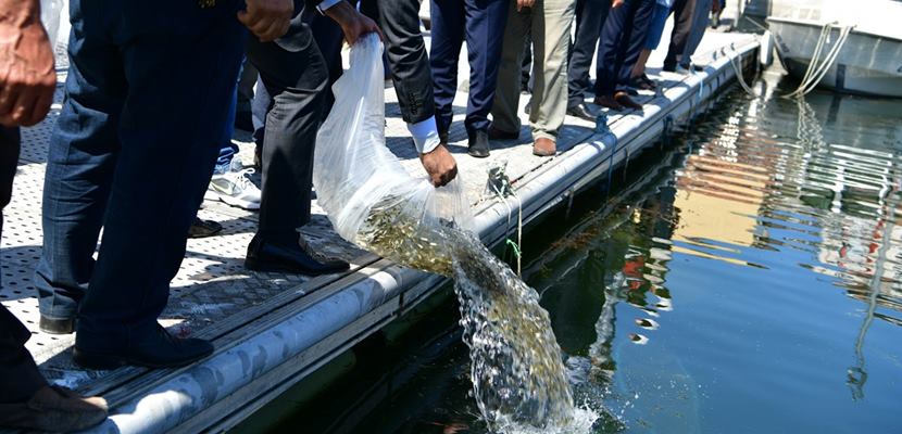 Eğirdir Gölü’ne, sazan balığı popülasyonunu artırmak için Tarım ve Orman