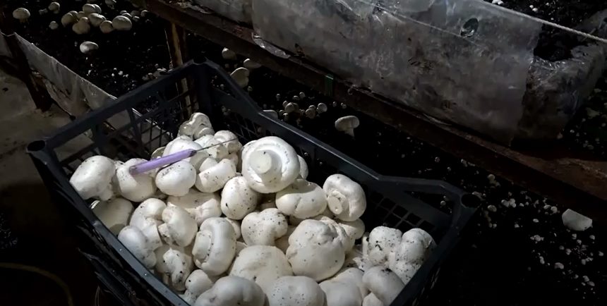 Isparta’nın Eğirdir ilçesi mantar üretiminde söz sahibi olma yolunda ilerliyor.