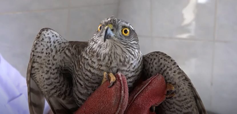 Eğirdir’de görevli polisler, tüfekle kanadından vurulmuş halde yaralı atmaca buldu.