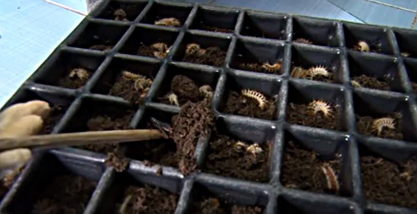 Isparta’da, özellikle Mart ve Nisan aylarında ağaçlarda kurumuş görüntüsü ortaya