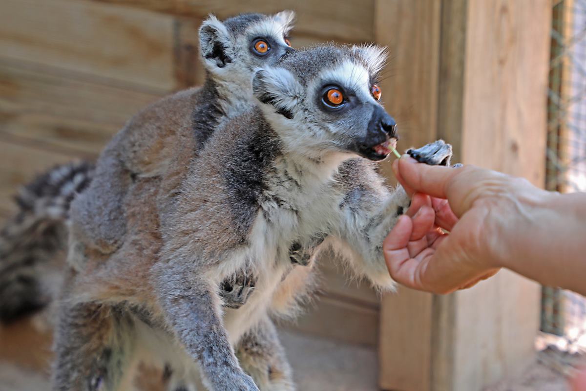 Isparta Belediye Başkanı Yüksek Mimar Yusuf Ziya Günaydın yaklaşan yerel