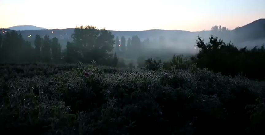Türkiye’nin gül bahçesi Isparta’da gül çiçeği hasadı başladı. Bölgede toplanan