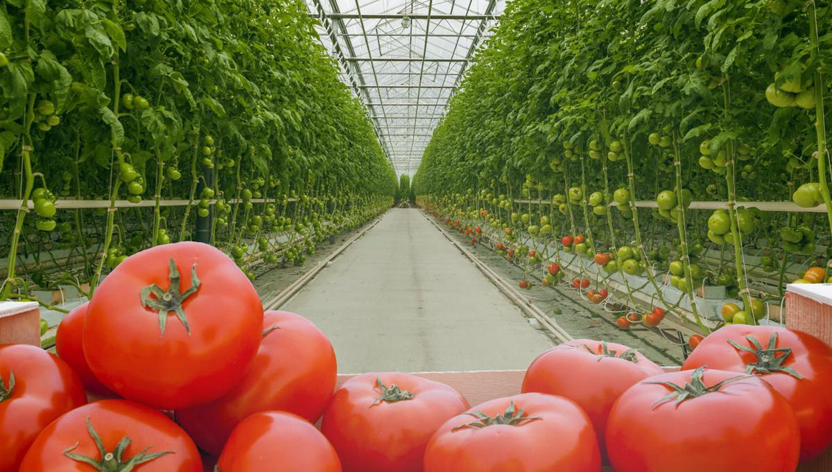 Batı Akdeniz Kalkınma Ajansı’nın (BAKA), KOSGEB ve SDÜ işbirliğinde uygulamalı