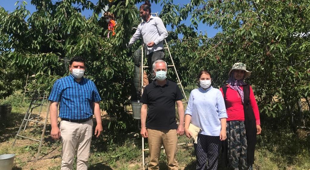 Isparta’da merkezde kiraz hasat dönemi biterken Yakaören yaylasında kirazın hasat