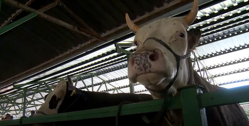 Isparta’da besiciler özenle besledikleri hayvanlarını iyi fiyattan satmanın peşinde. Alıcılar