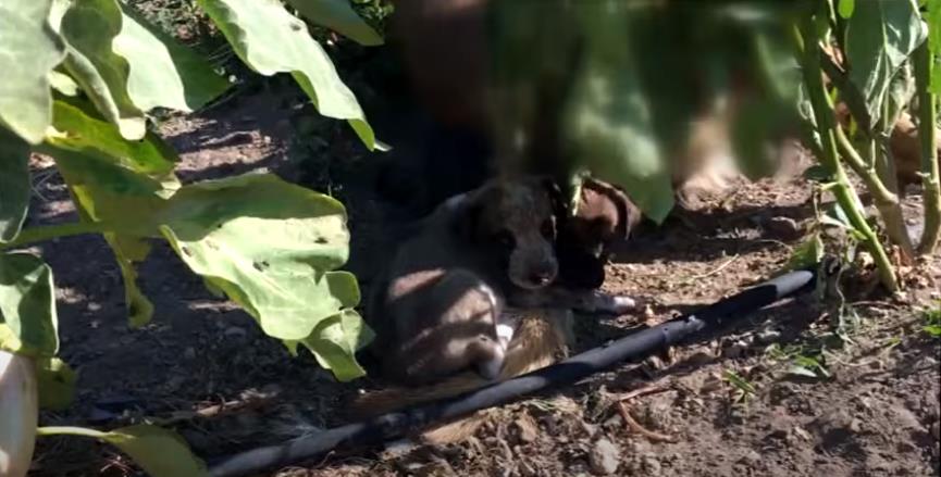 Isparta merkeze bağlı Aliköyü’nde ölen anne köpeğin, yeni doğan 6