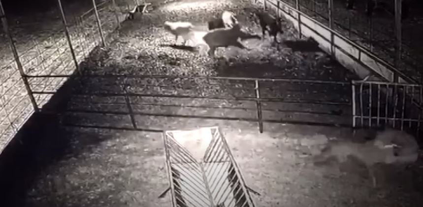 Isparta’nın Şarkikaraağaç ilçesine bağlı Çeltik köyündeki bir ağıla giren kurt,