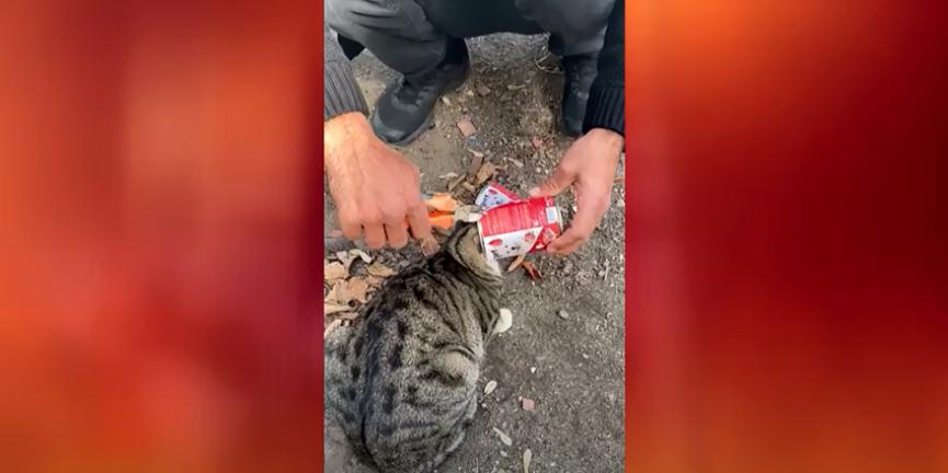 Kendisine belki mama arıyordu belki de amacı sadece yaramazlık yapmaktı.