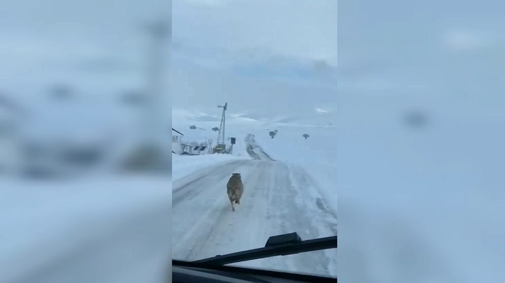 Boşuna Kurt Demiyorlar