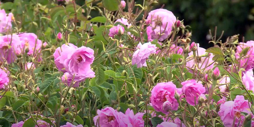 Ekonomik değerinin yanı sıra kırsal turizme de önemli katkılar sunan