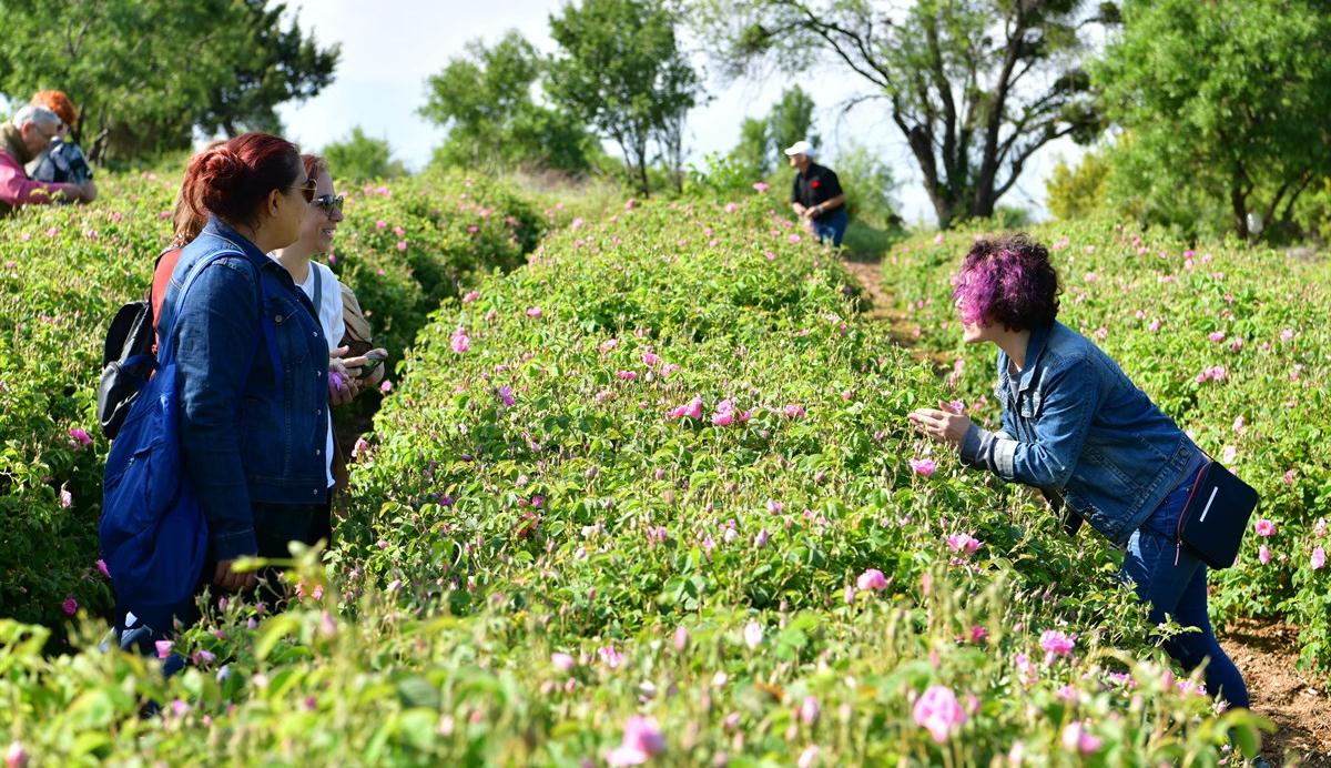 Türkiye’nin gül bahçesi Isparta, gül festivaline hazırlanıyor. Pandemi nedeniyle 2